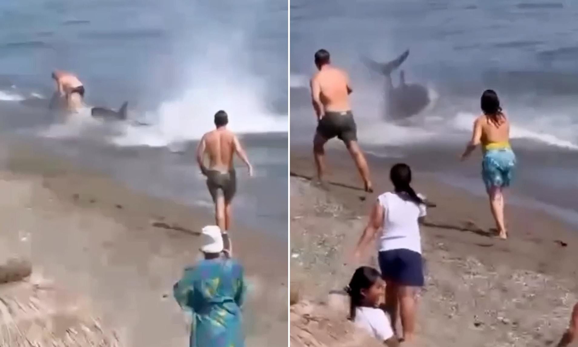 Panicked swimmers race to escape 'shark' at Marbella beach - but it's a tuna