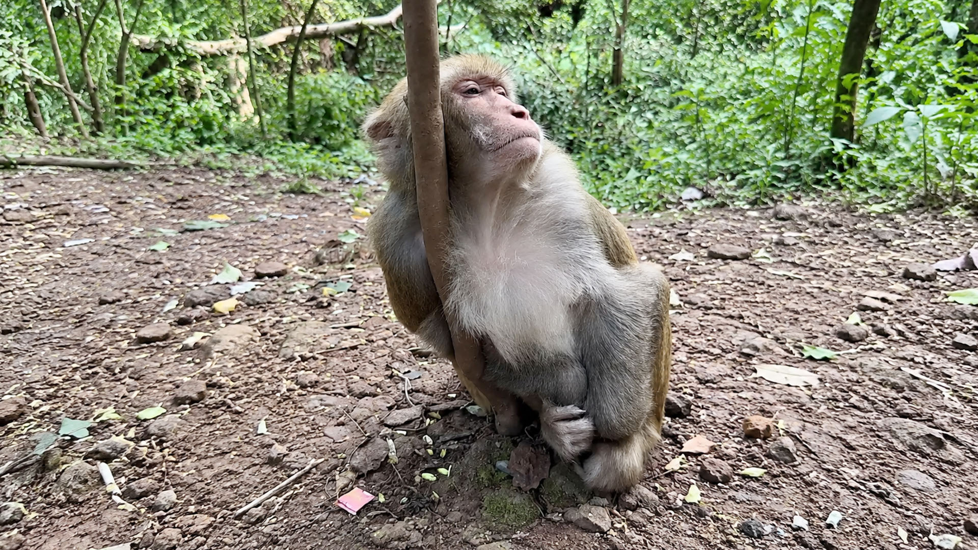 One peaceful pause reveals this monkey’s calm forest routine