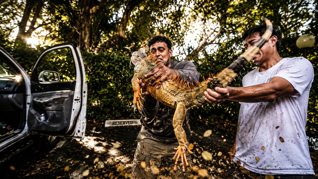 They caught an invasive iguana in Florida - then a sushi chef turned it ...