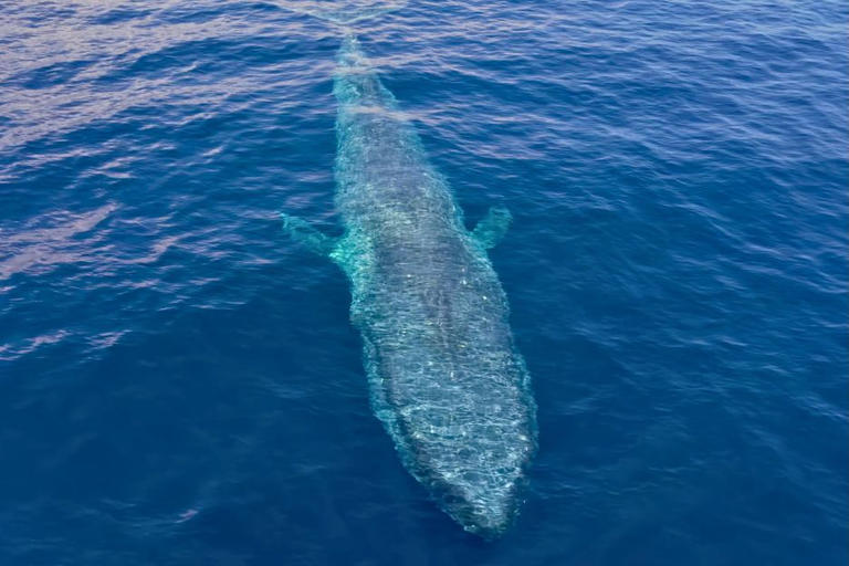 Staggering drone footage shows 24m giants speeding through Indonesian ...