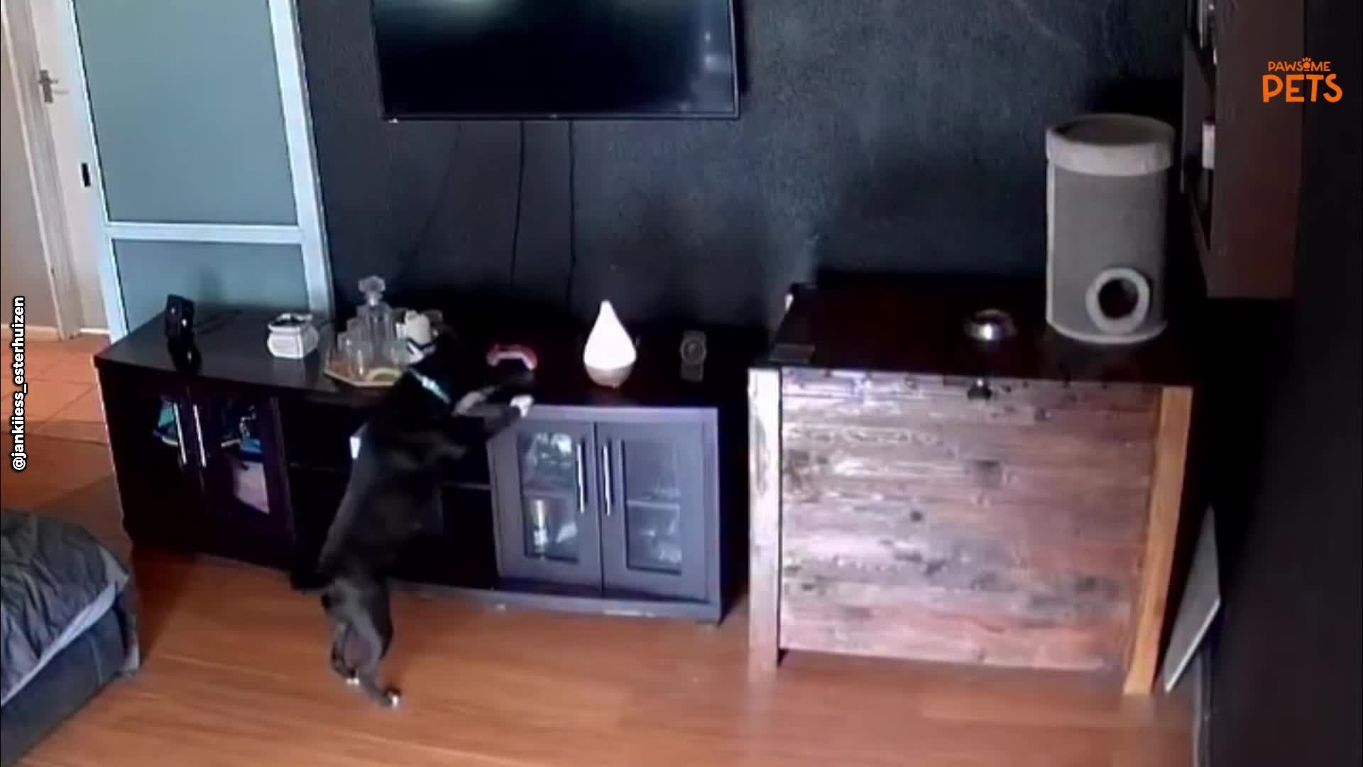 Dog's sneaky mission to reach cat food caught on CCTV