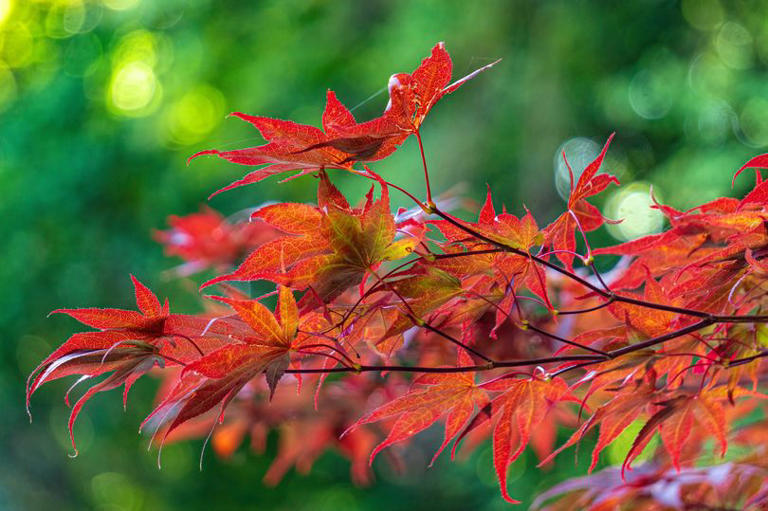 Japanese maples won't 'dieback' if you add one simple item to the soil