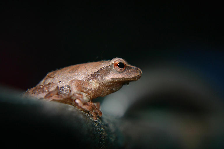 Seven new species of frog discovered on island