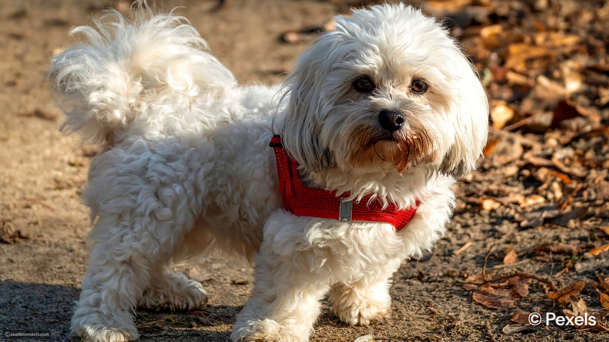 11-dog-breeds-known-for-their-loving-and-cuddly-personalities