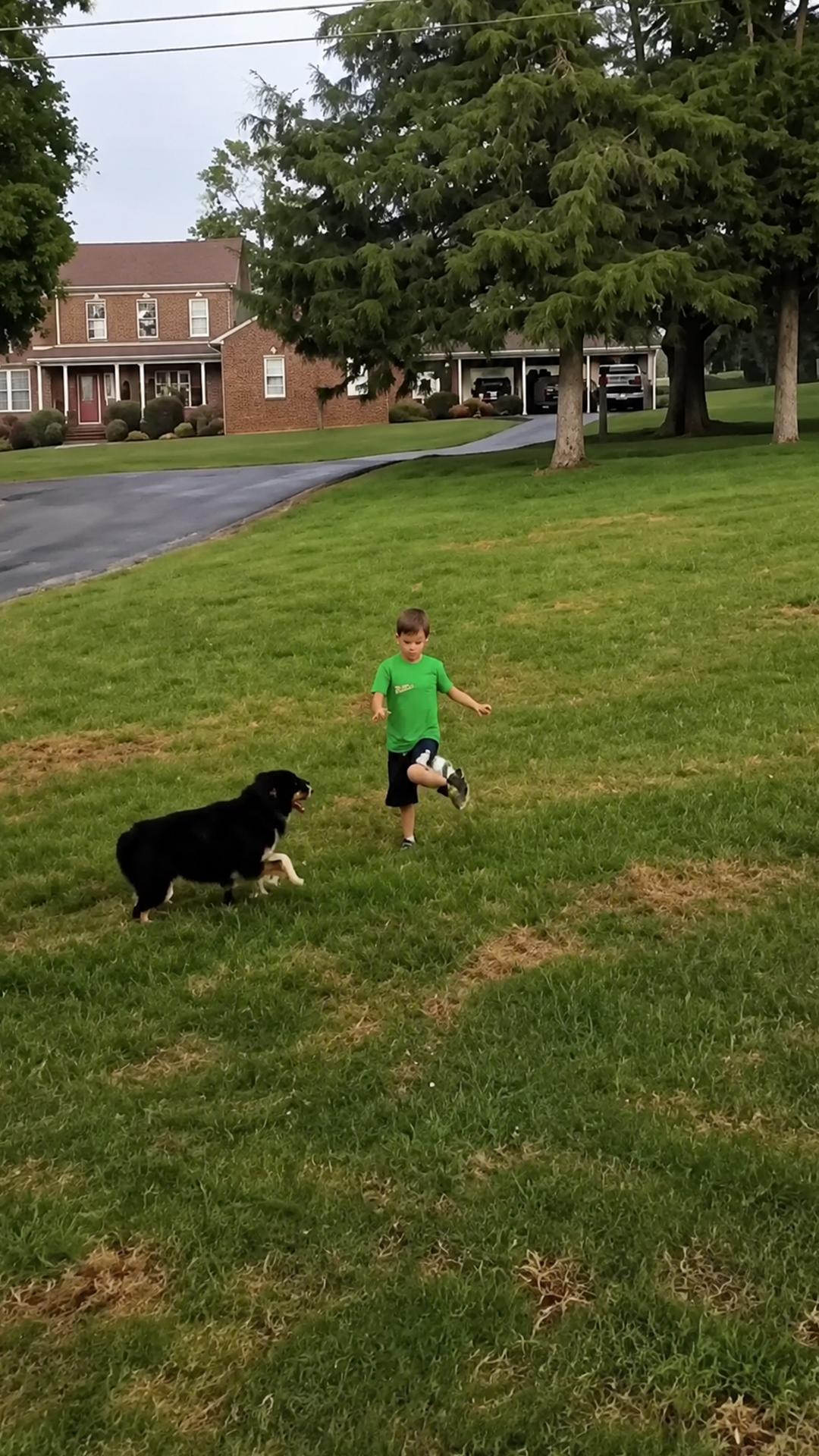 Dog finishes the play and walks away
