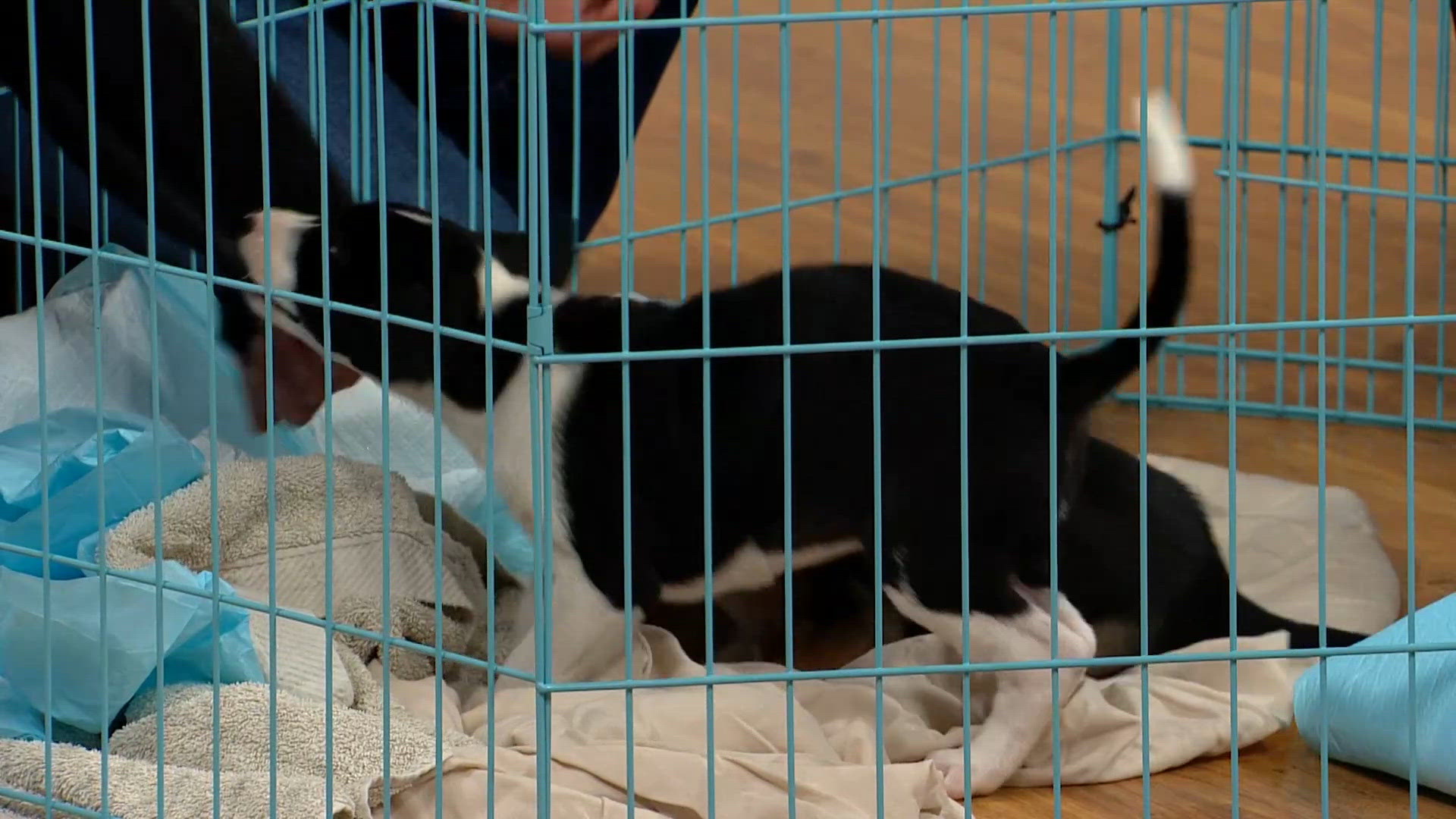 San Diego Humane Society sees record animal intake, reduces adoption fees
