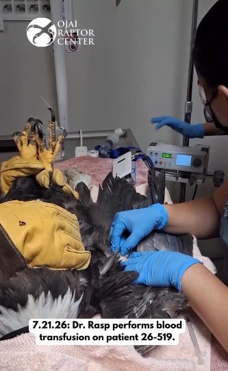Big Bear's beloved bald eagle Jackie dies: 'Our team is heartbroken'