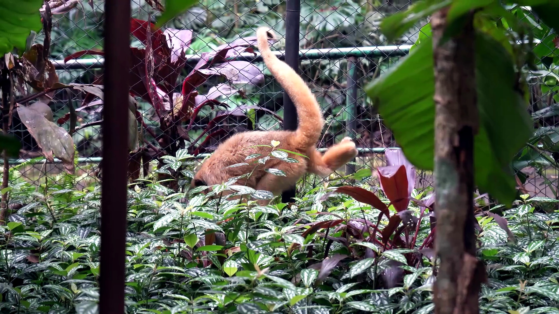 Macaca em risco de extinção já pode ser visitada no zoológico de Cascavel