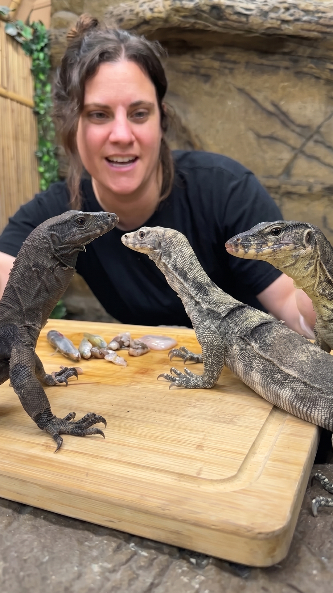 Three young monitor lizards share one busy feeding table together