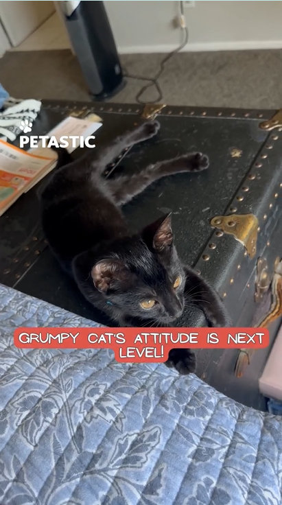 Grumpy Cat’s funny reaction to a kitten