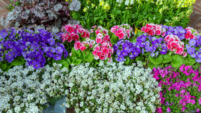Brighten your yard's shady areas with this cheery perennial's long ...