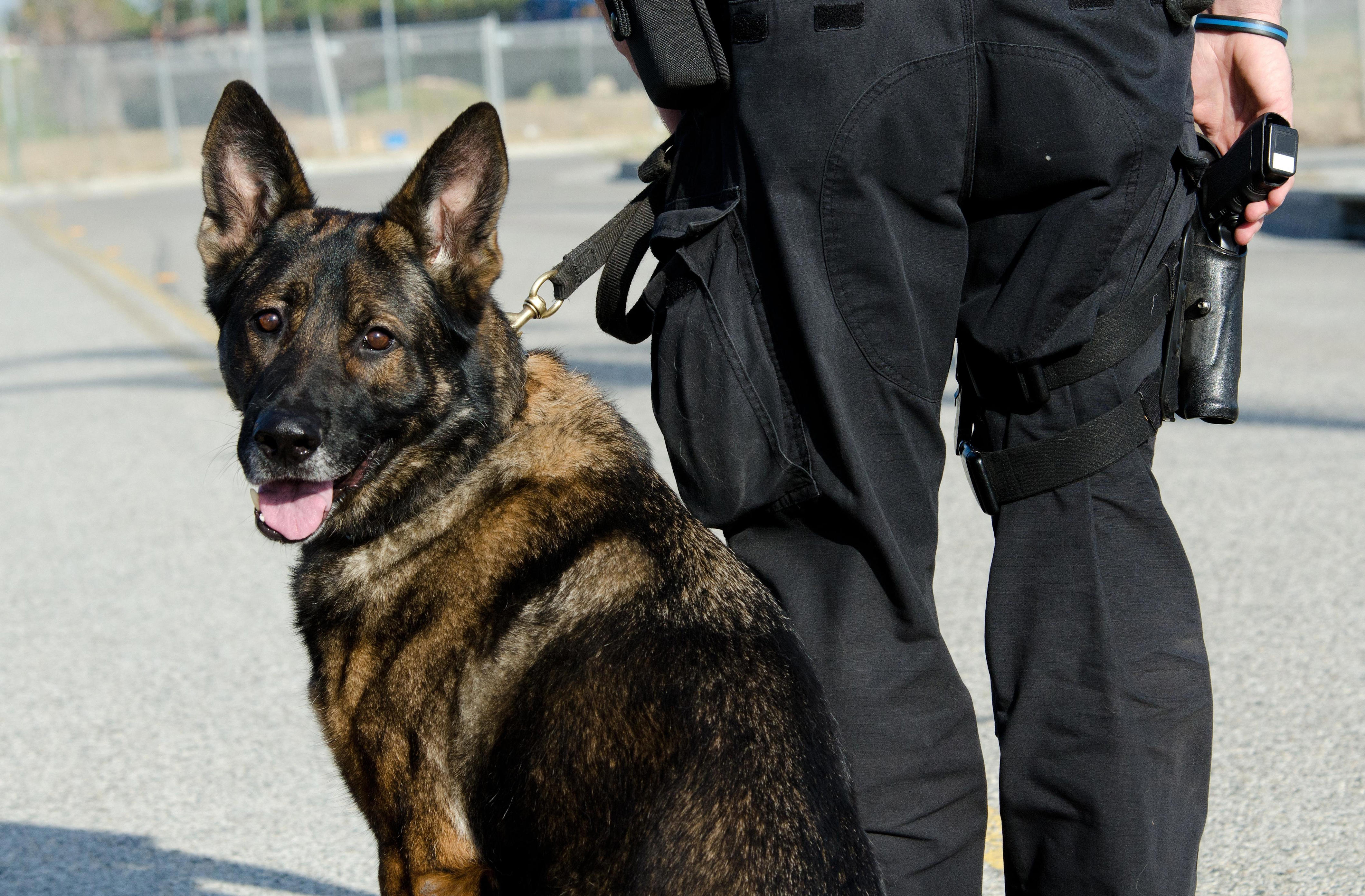 Retired Polk County K9 shot in line of duty gets prosthetic leg