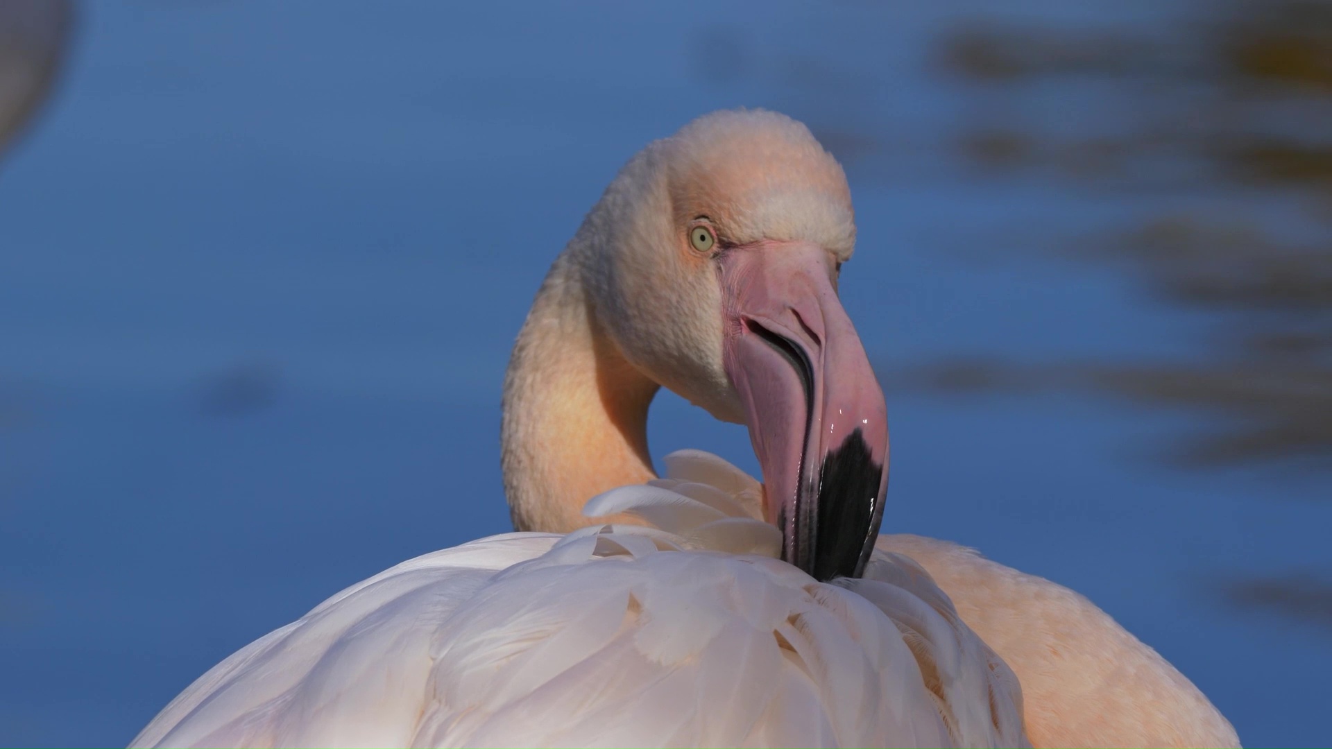 this-flamingo-reveals-delicate-feather-details-up-close