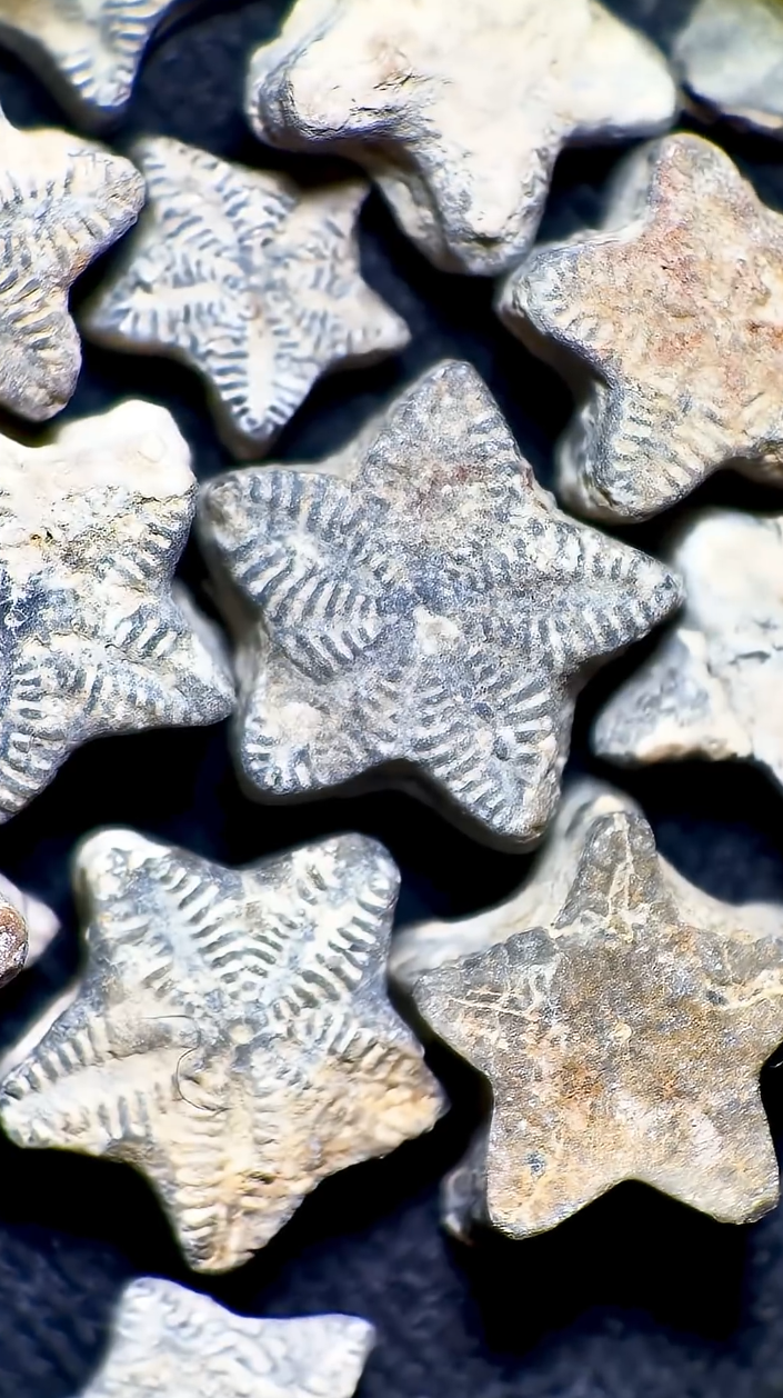 Discovering the star-like beauty of crinoid fossils