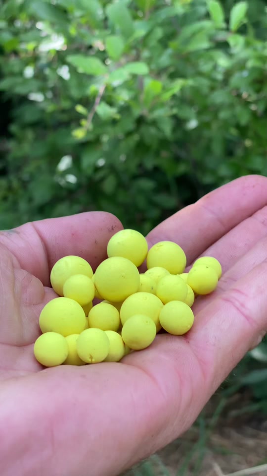 The simple strategies behind more effective carp rigs