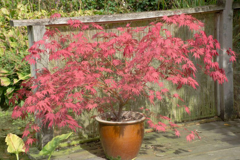Japanese maples won't 'dieback' if you add one simple item to the soil