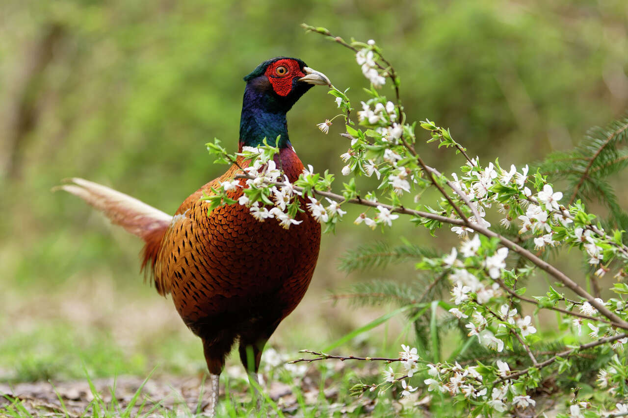 Illinois opens applications for 2026 upland game, pheasant hunts