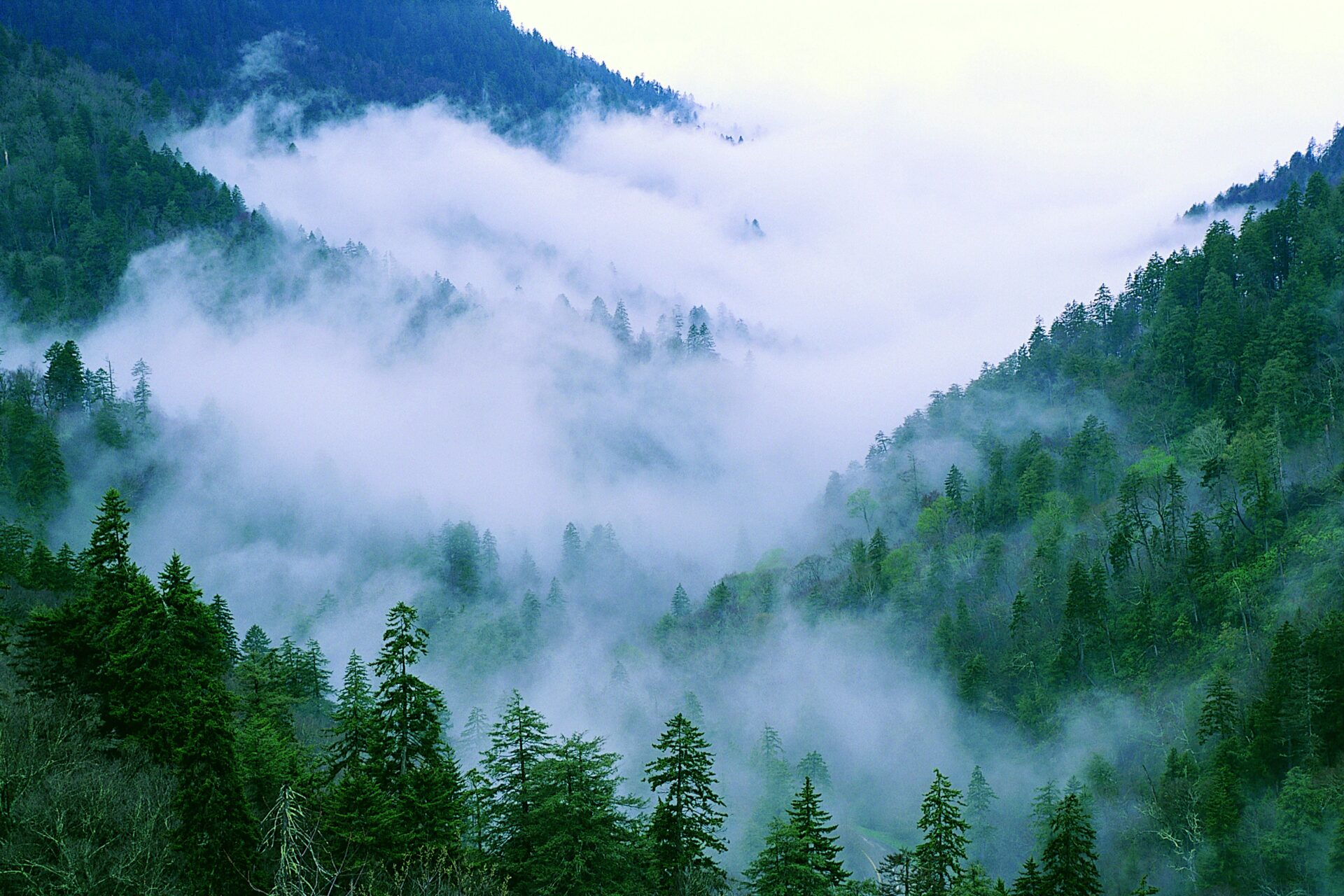 Uncontrolled insects: the new danger to forests caused by climate change