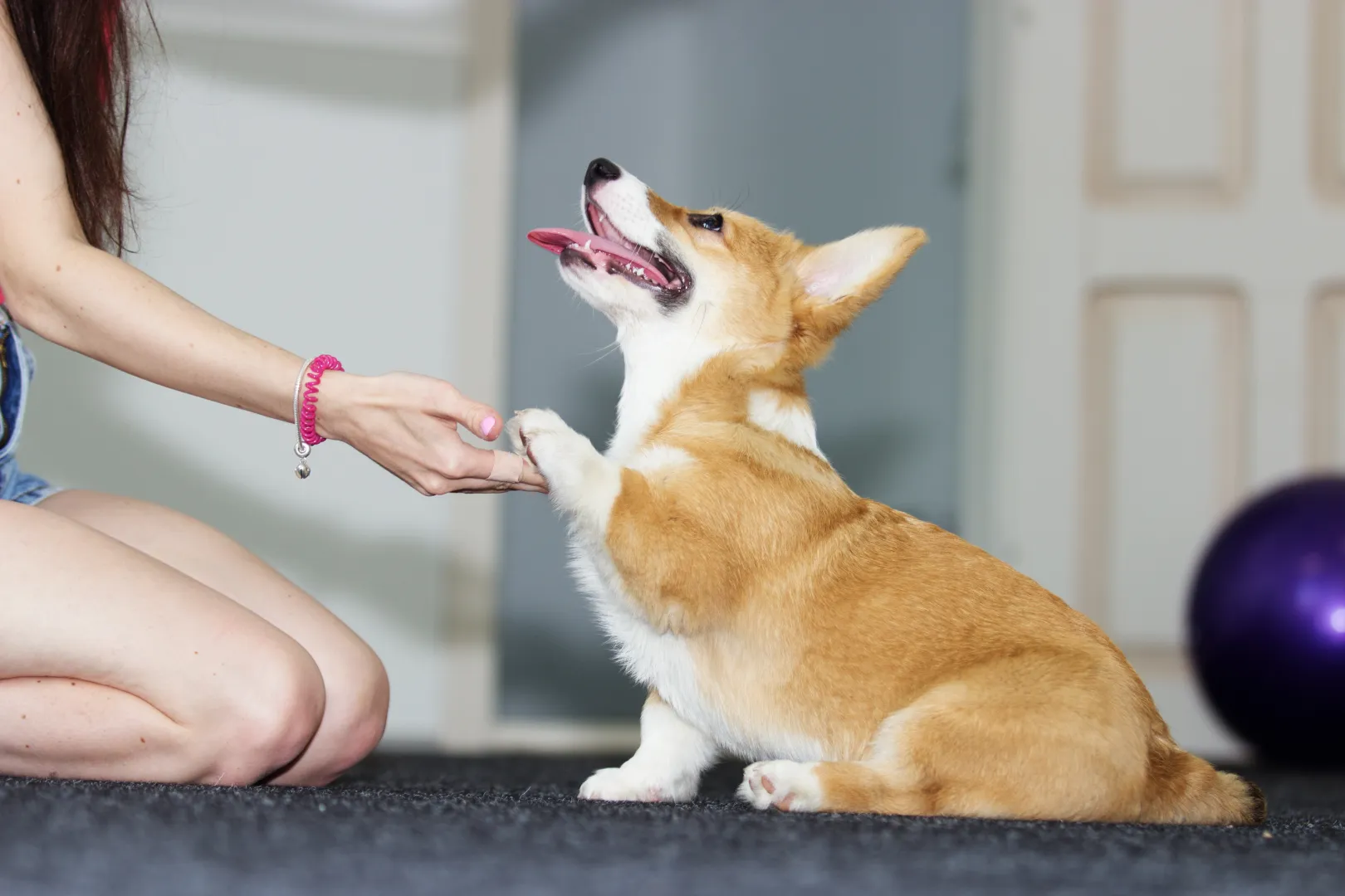 How pets learn new behaviors: What really helps animals pick up good habits