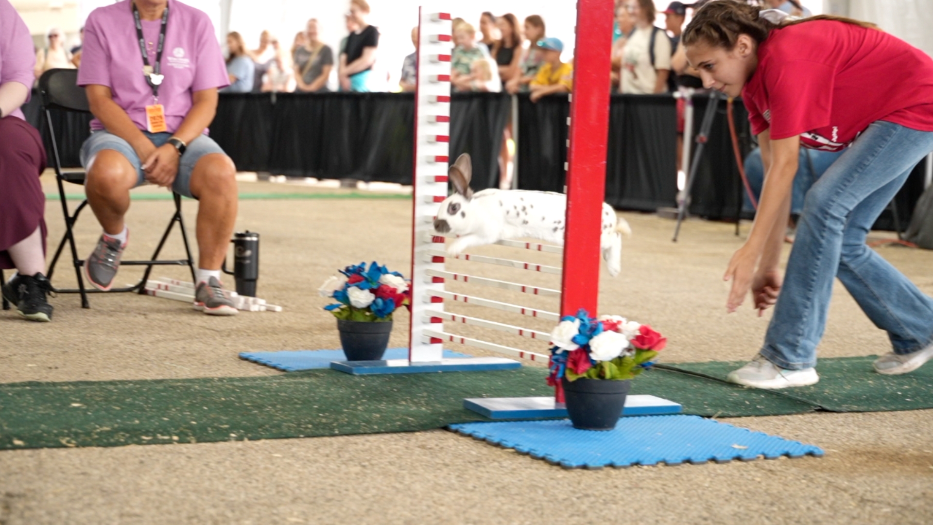 'Rabbit Olympics': The bunnies competing for Wisconsin State Fair glory