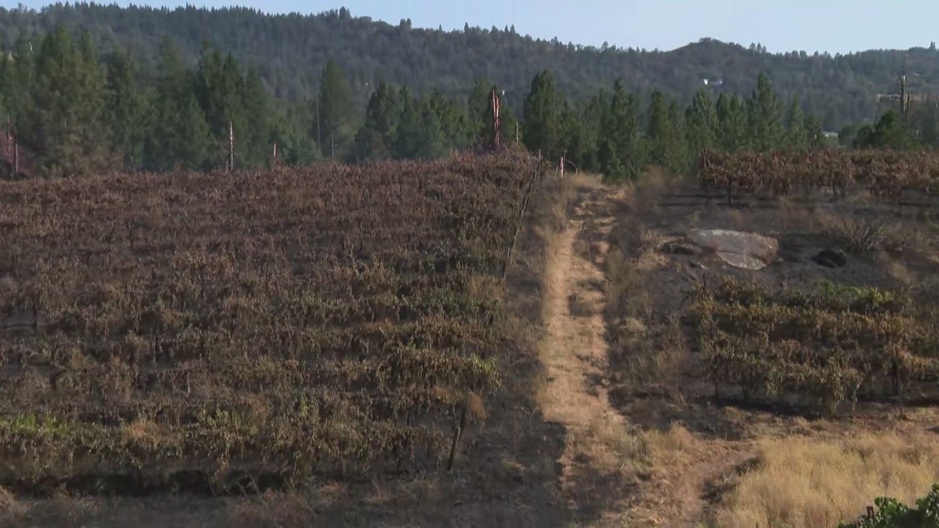 Hawk Fire burns over 40 acres in the Fairplay area