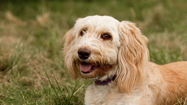 This mini cockapoo can solve math equations—here's how she does it