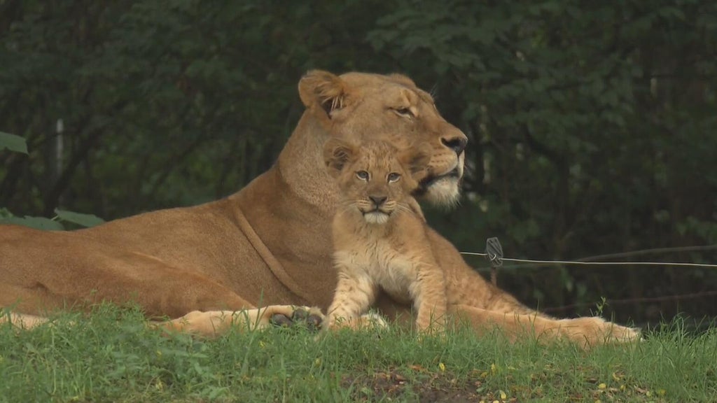 Why the Pittsburgh Zoo's new lion cub was named after a potato