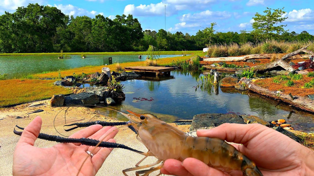 Watch me build a pond and add 5,000 prawns