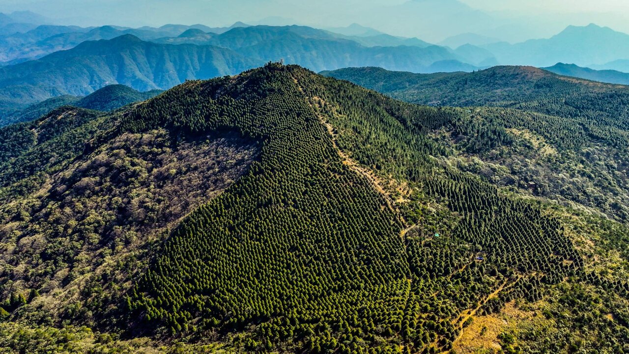 Machine learning predicts forest soil fungal diversity from drone images