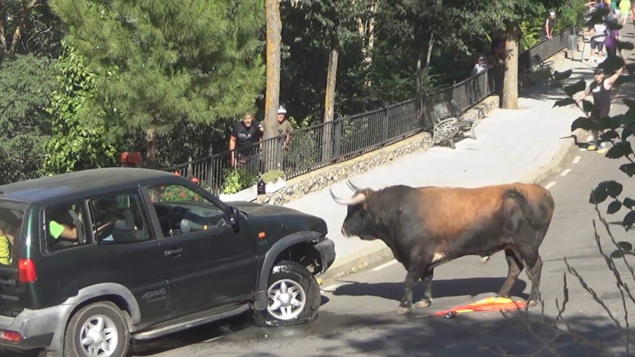 Angry bull takes on a massive 4x4 truck