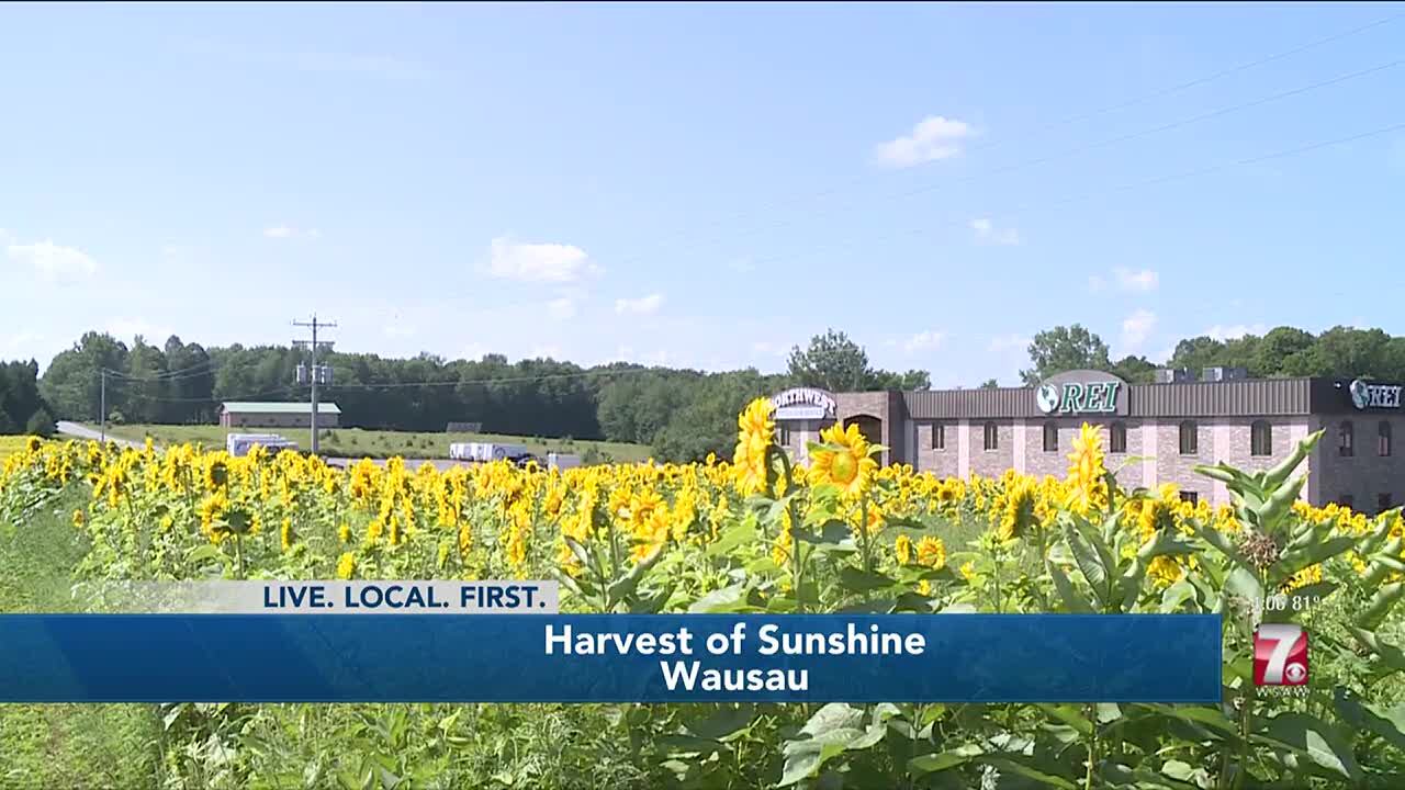 REI Engineering brings back sunflower harvest event to Wausau