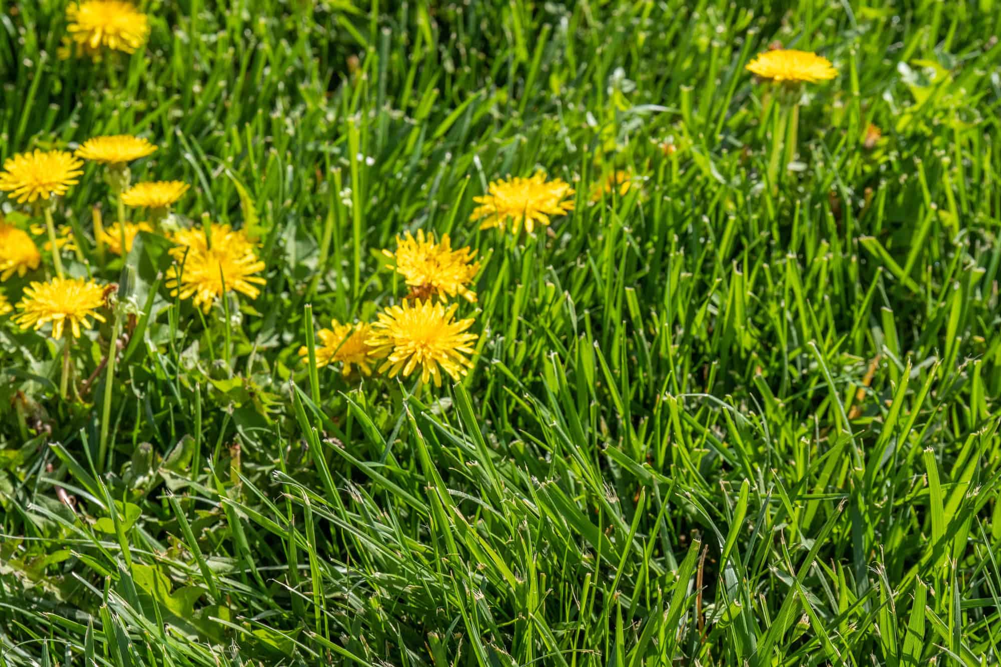 How to pull dandelions out of your lawn this autumn before they flower ...