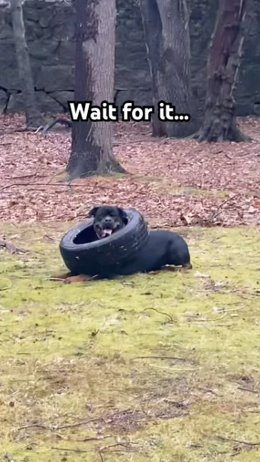 Funny Rottweiler moment that will make you laugh out loud!