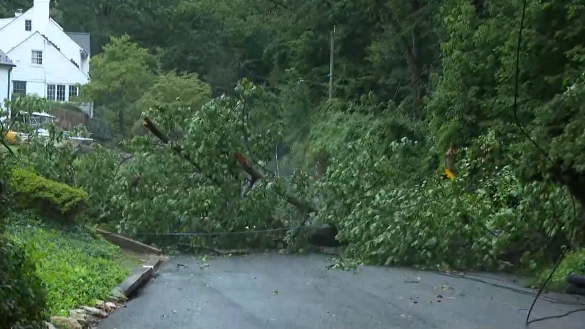 Tree damage reported in Palisades after storms hit parts of DC, Bethesda
