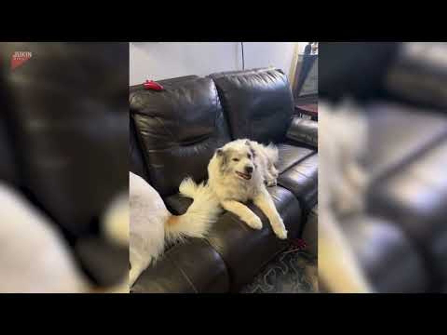 Two dogs get into serious conversation with their owner