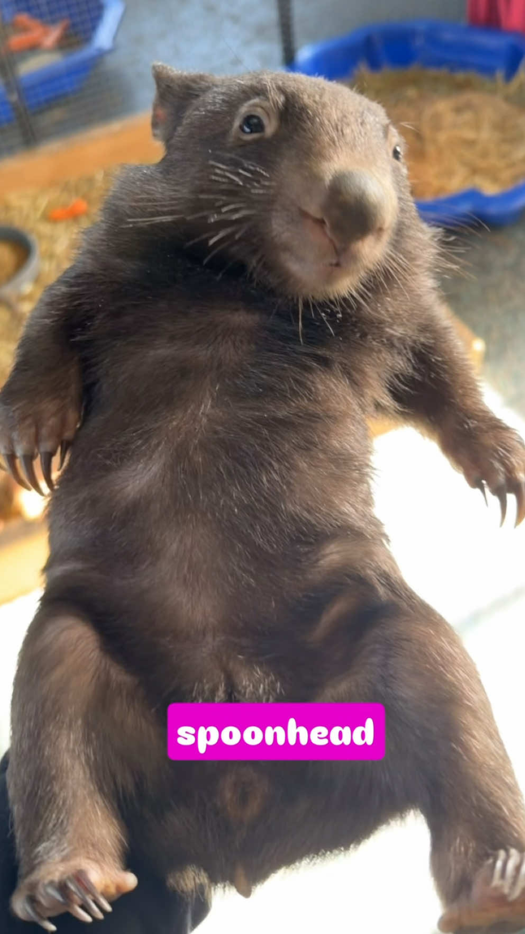 this-little-wombat-has-a-huge-personality