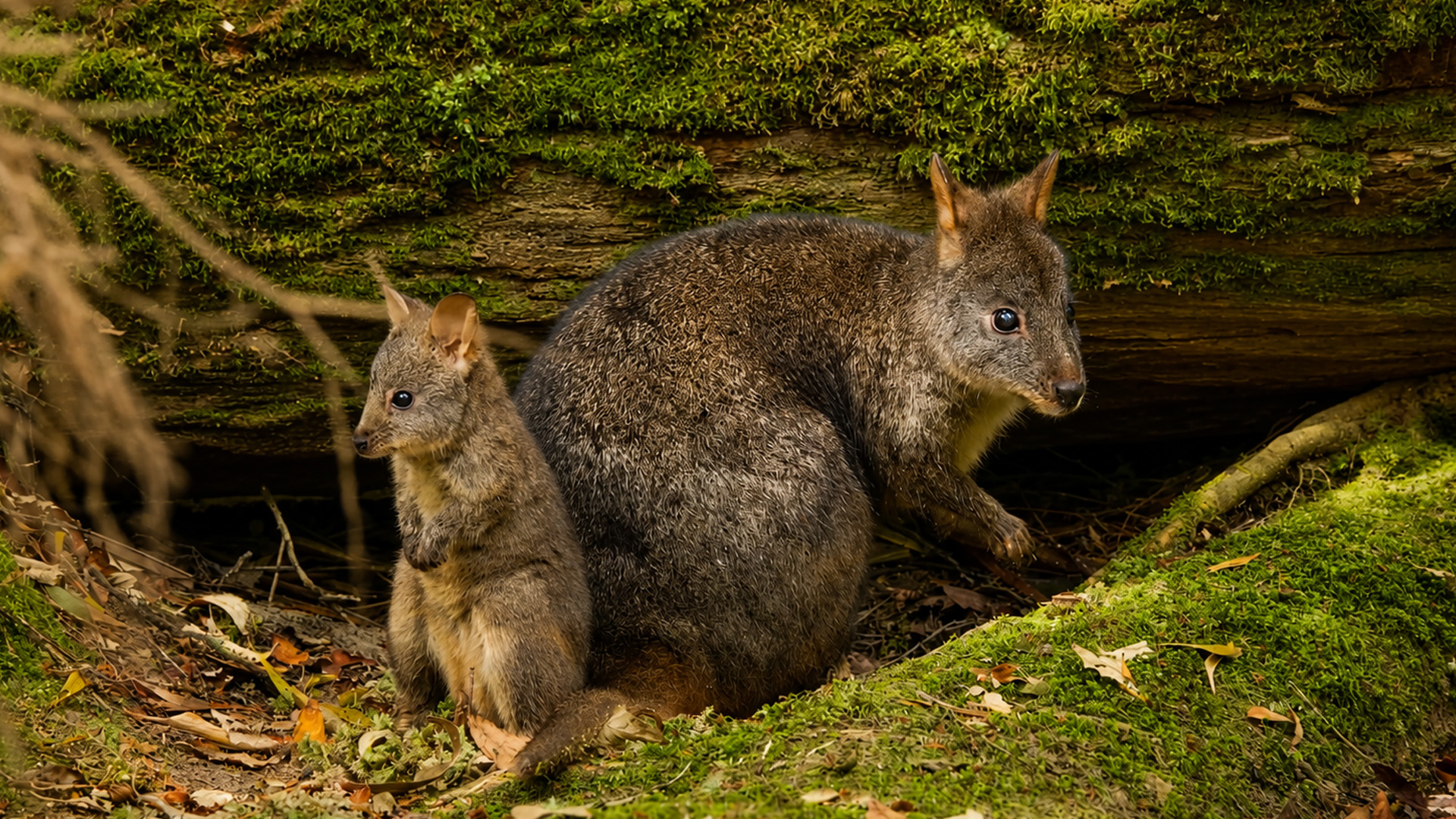 This tiny animal is actually related to kangaroos