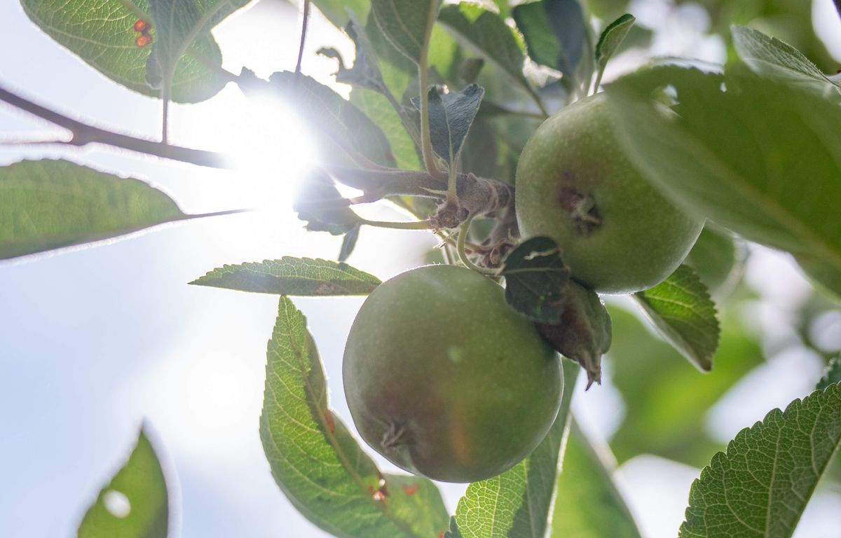 canicule-les-arbres-ont-soif-en-permanence-va-t-on-manquer-de