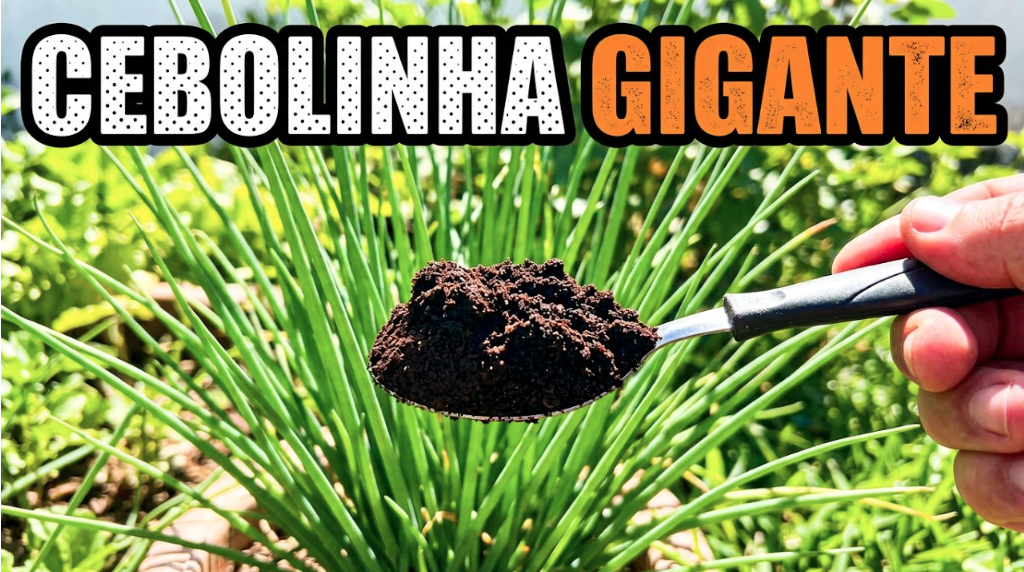 Cebolinha grossa e gigante: o erro que impede seu crescimento