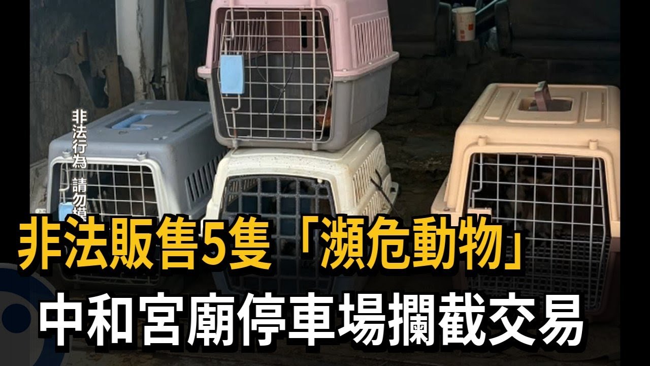 新北動保處救5隻環尾狐猴 飼主涉買賣保育類送辦－民視新聞