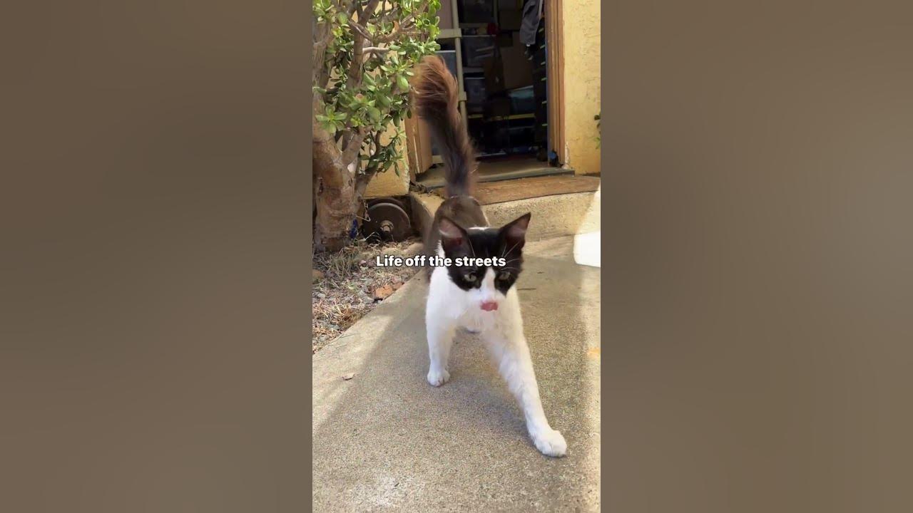 Getting this baby adopted out has been the icing on the cake