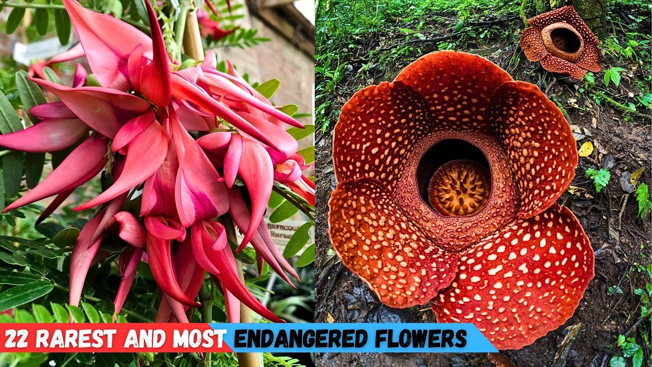 These endangered flowers are more beautiful than expected