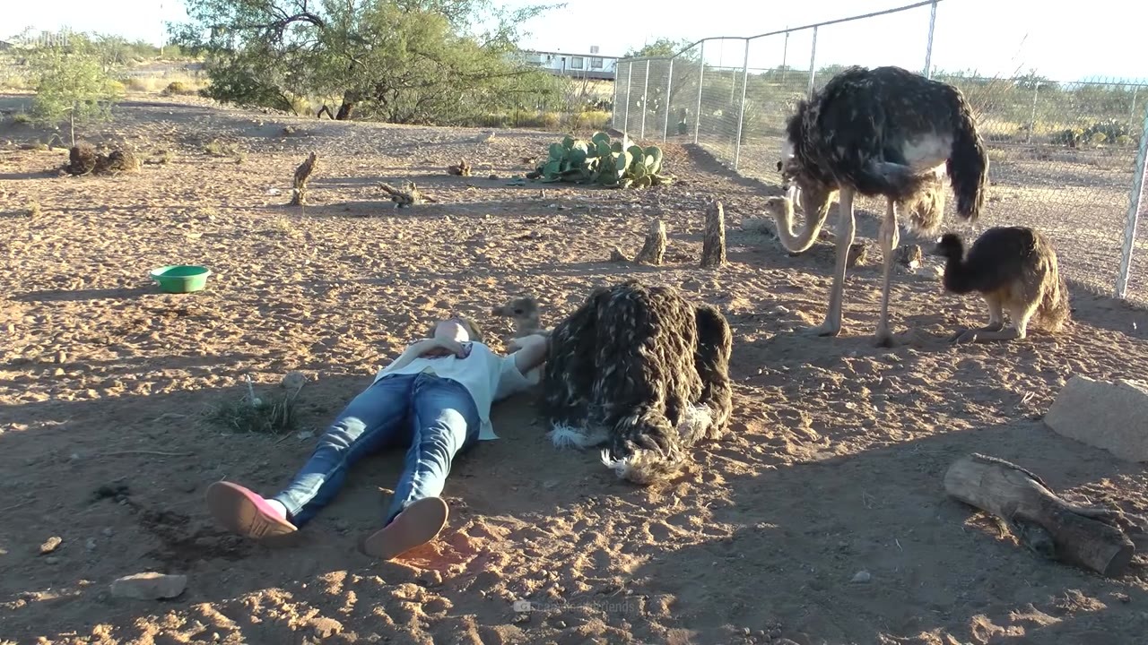 Une autruche de 160 kg peut tuer un lion d'un seul coup... maintenant ...