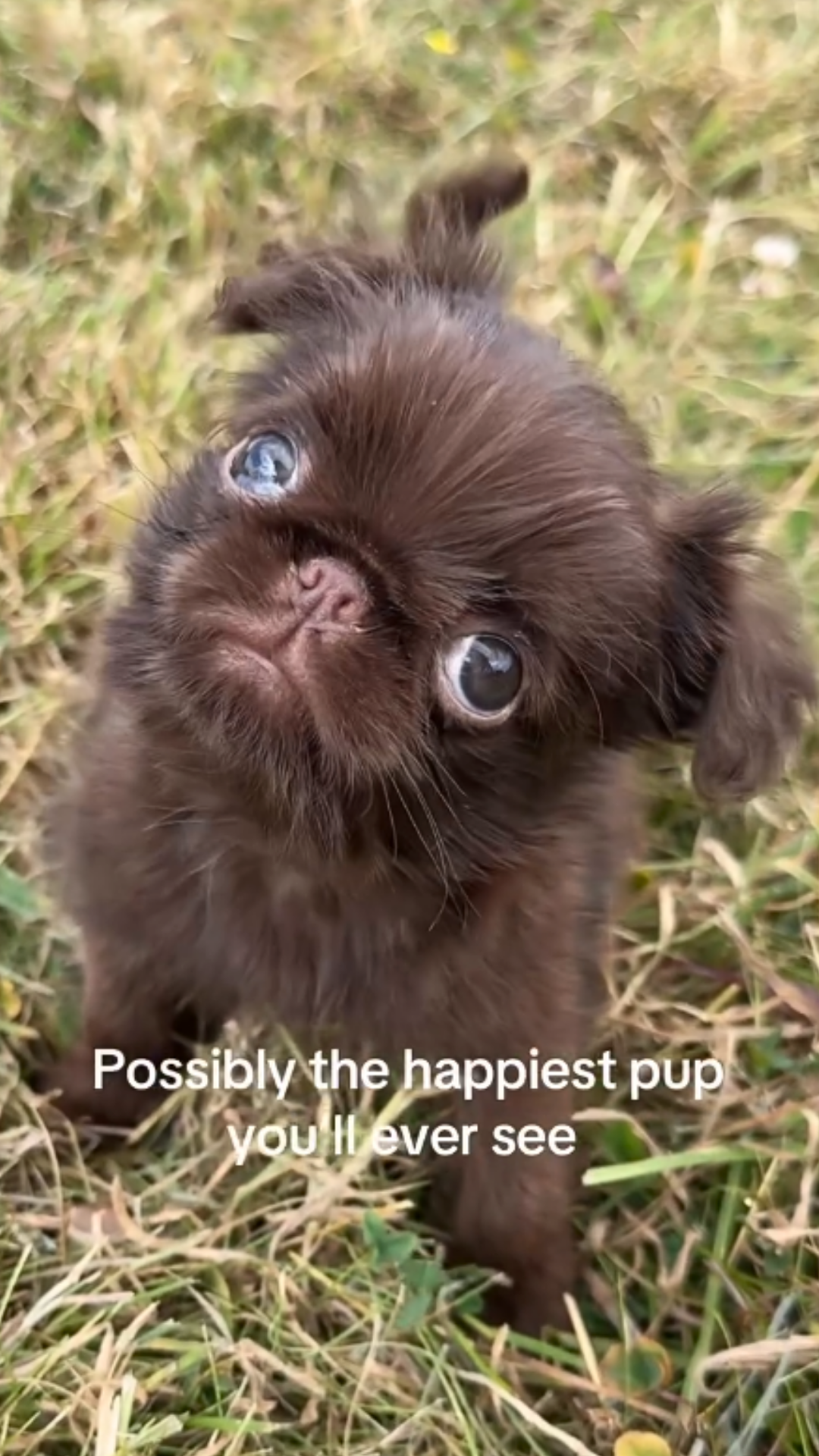 This grumpy face hides a happy puppy