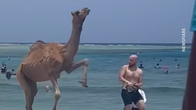 Cheeky camel terrorises tourists on beach in Egypt