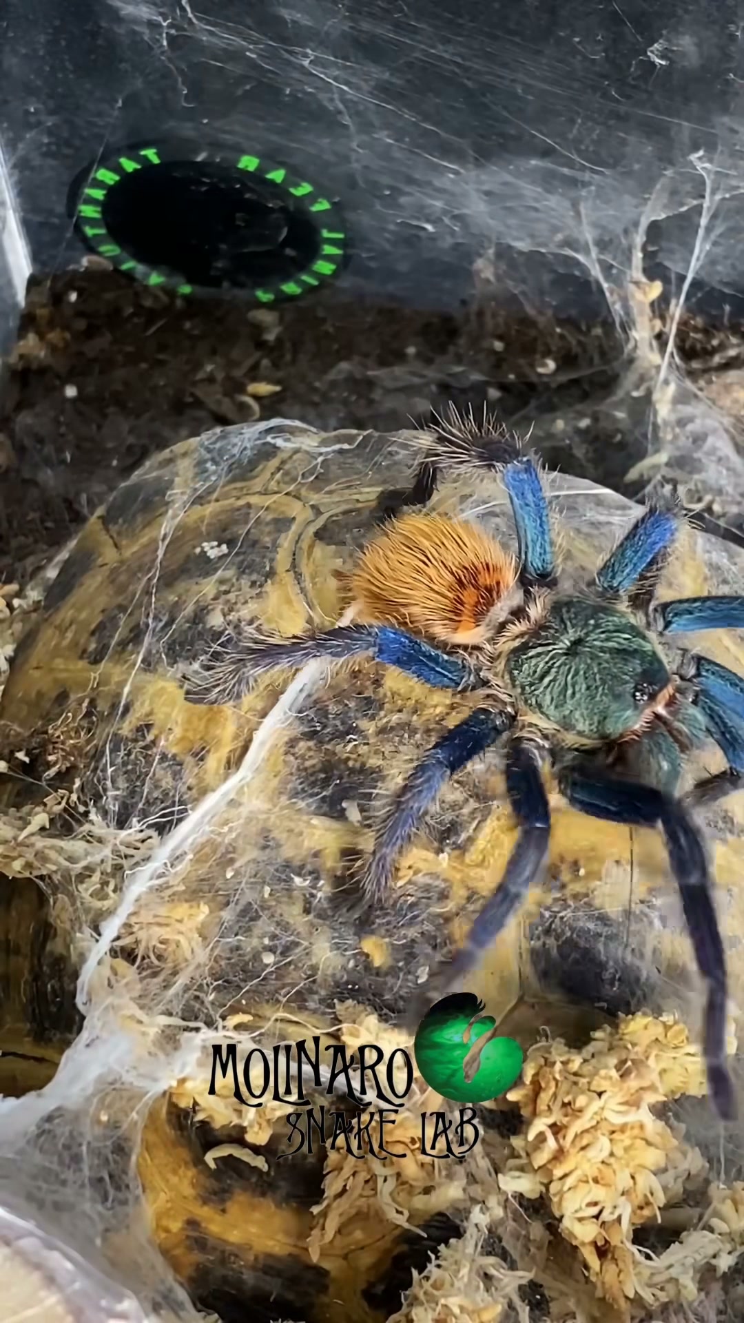Let's feed my tarantula!