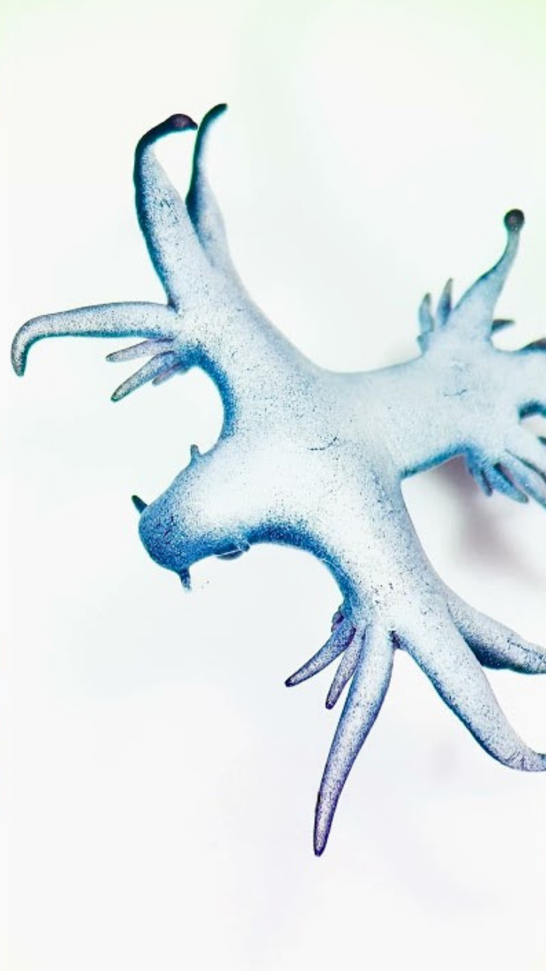 Never touch this rare blue sea dragon