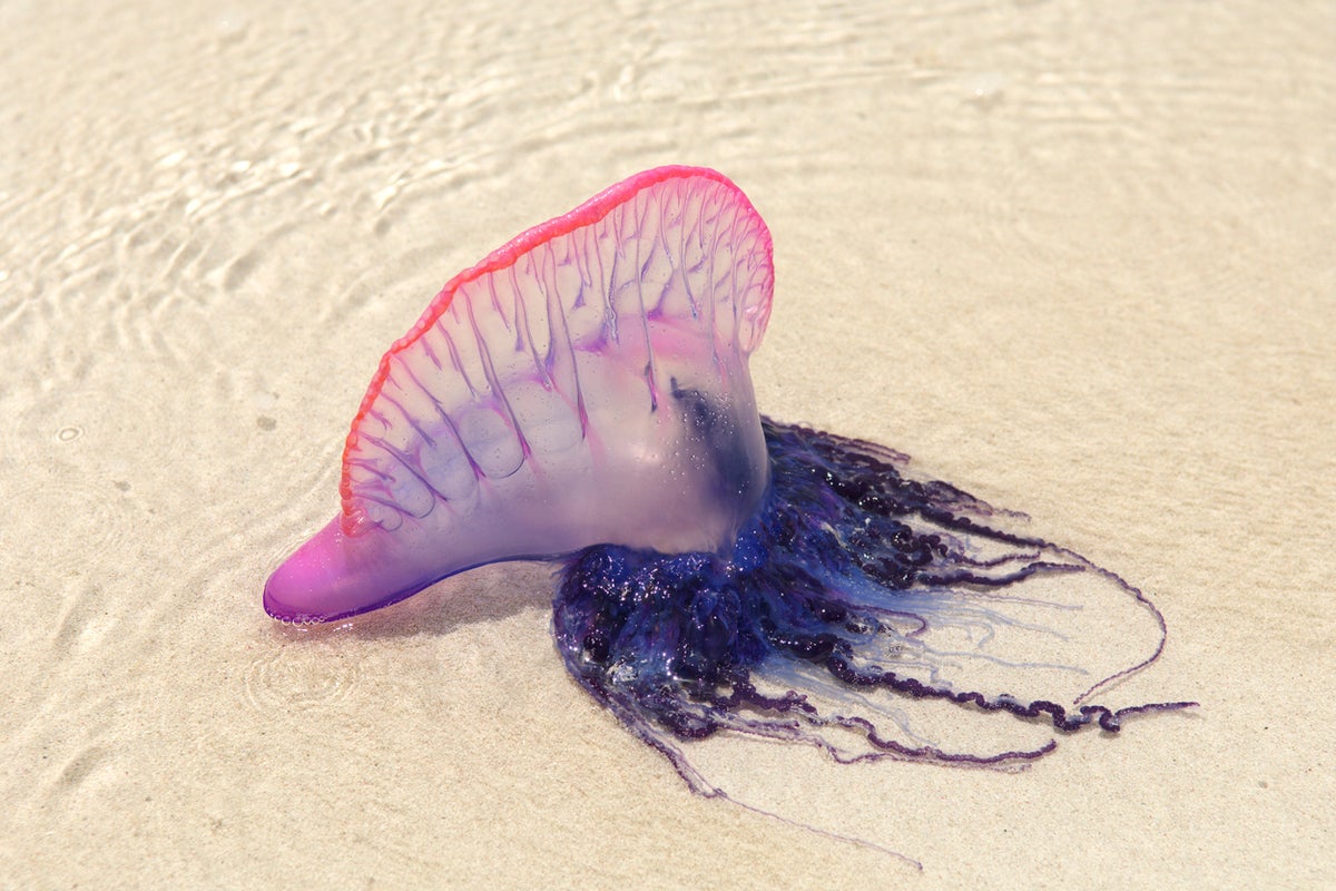 Beachgoers warned after Portuguese man o’ war spotted