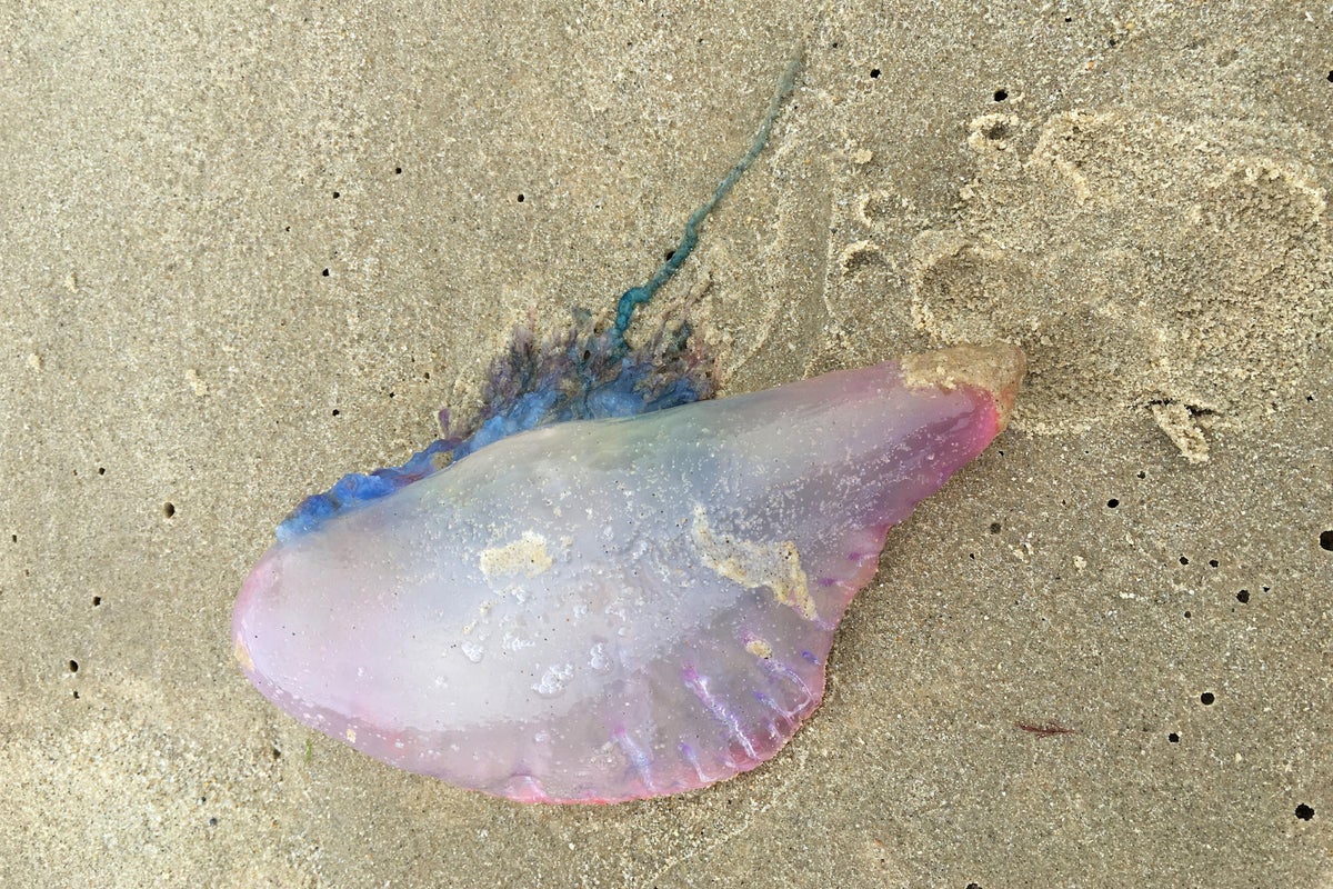 Warning to Europe’s beach-goers over sightings of venomous creature