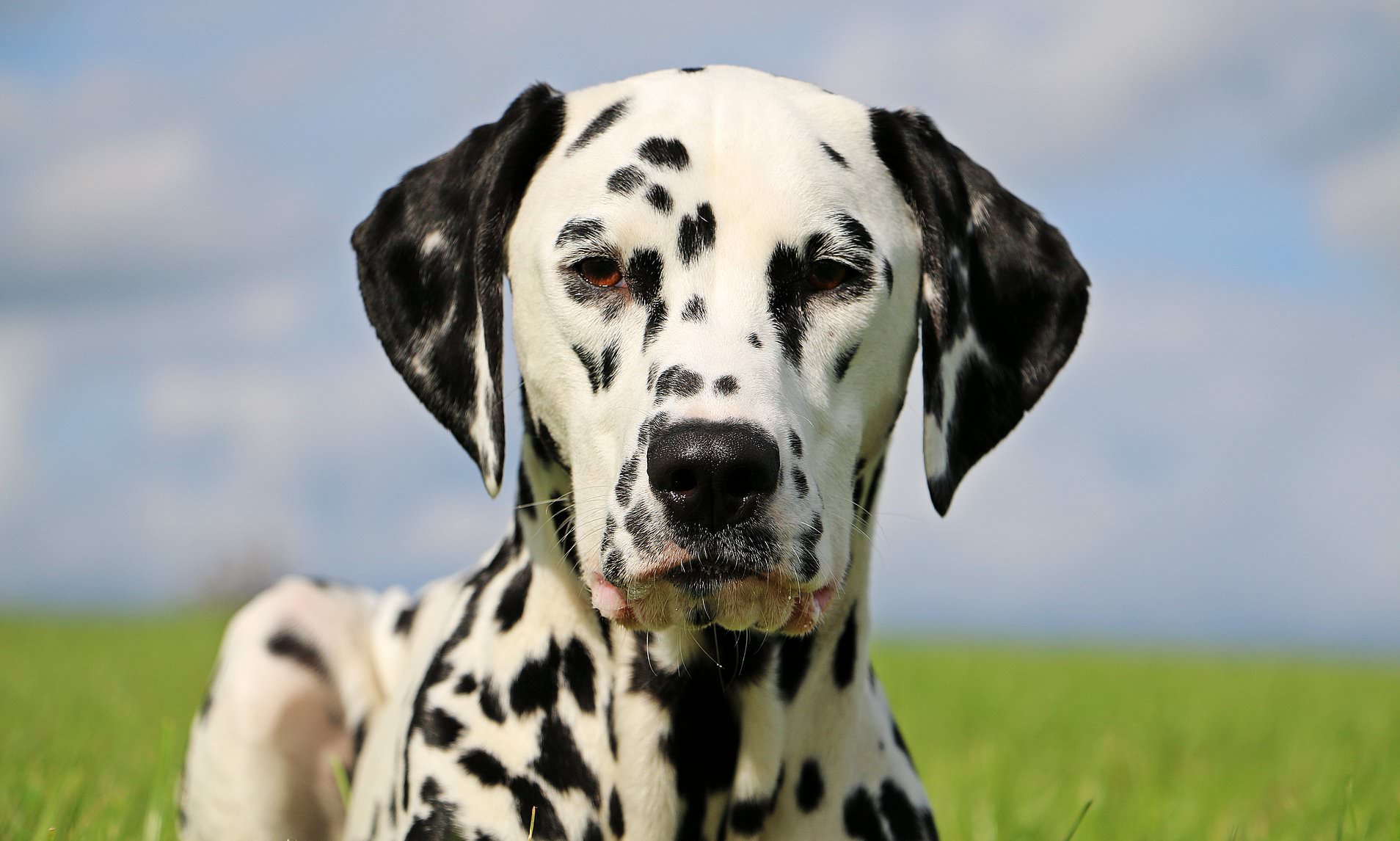 Why you hardly see Dalmatians, Poodles or Border Collies anymore